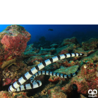 زیرخانواده مارهای دریایی Sea snakes